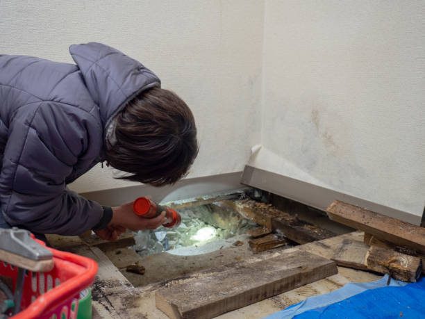 Best Mold Remediation for Rental Properties  in Morganfield, KY