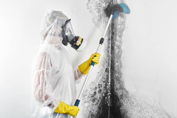 Best Post-Construction Mold Inspection  in Morganfield, KY