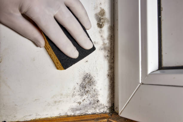 Best Mold Removal for HVAC Installations  in Morganfield, KY